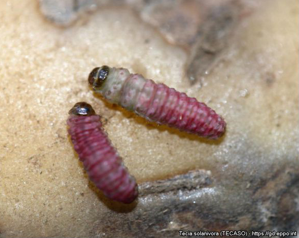 Larva de cuarto estadio