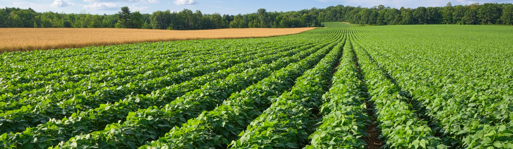 plantacion de patatas