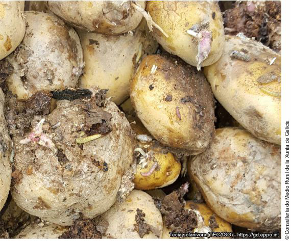 Patatas dañadas y larvas de Tecia solanivora