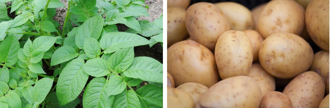 Planta de patatas